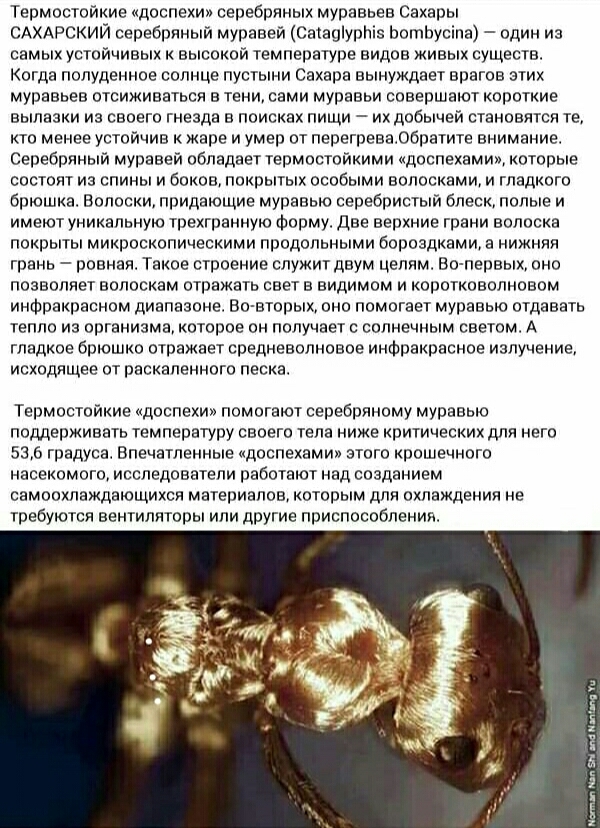 Термостойкие муравьи