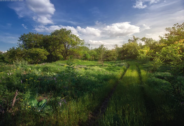Fresh greens of fresh summer) - My, The photo, Landscape, Summer, Color