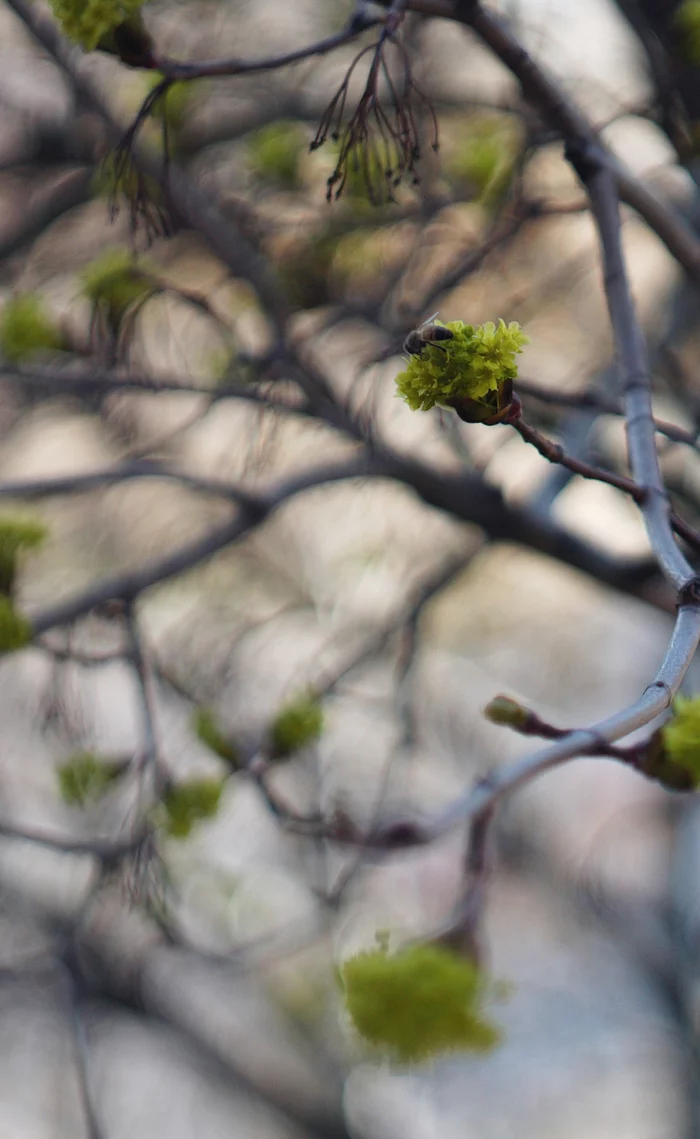 Caught a bee in the frame - My, The photo, Nature, Bees, Maple, Helios-44, Insects