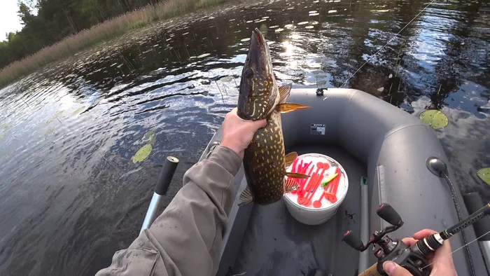Reconnaissance in force - Longpost, Video, Perch, Spinning, Fishing, Pike, My