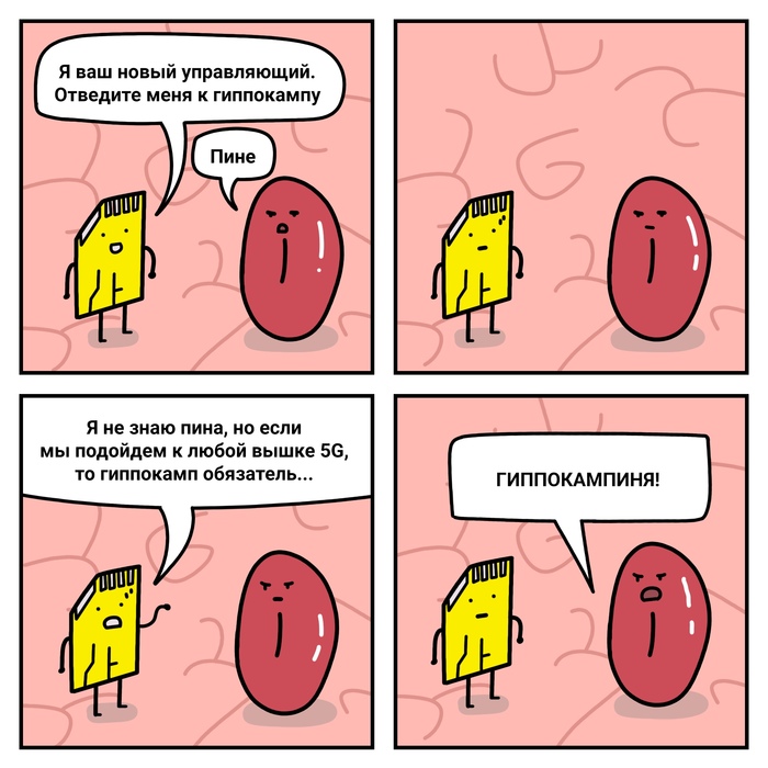 Новость №1045: Мужской гиппокамп отличился от женского объемом отдельных структур