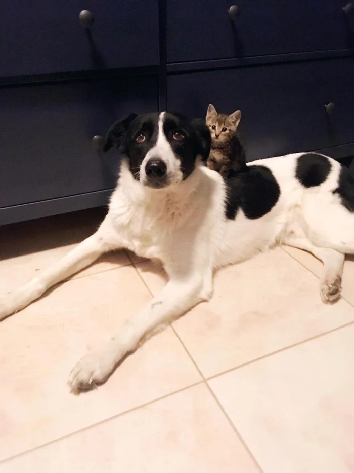 Shelter dog replaces kitten's mother - My, Animal shelter, Dog, cat, Kittens, Cats and dogs together, Pets, Pet, Longpost, Milota