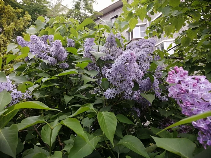 Just photos of blooming lilacs - The photo, Bloom, Lilac, My
