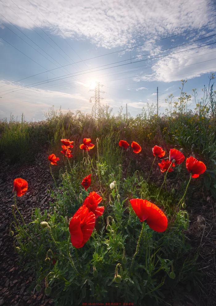 Perfect red from nature)) - My, The photo, Landscape, Vertorama, Staking, Red, Summer, Flowers, Poppy