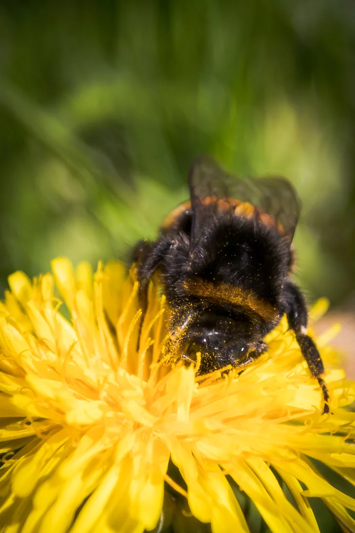 Fierce beast - My, Canon 80d, Tokina, Insects, Bumblebee