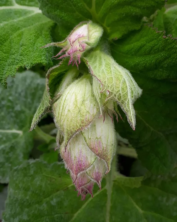 Sage - My, The photo, Plants, Nature, Flowers, Bud, Sage