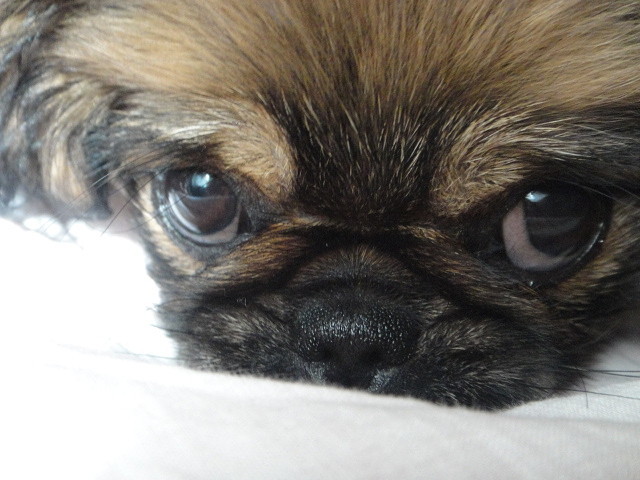 I'm lying. I'm looking. I'm not touching anyone. - My, Dog, Pekingese