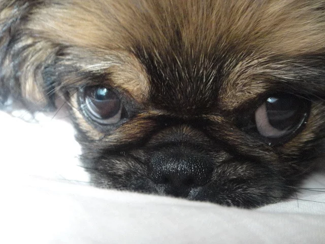 My dog - My, Dog, Pekingese, The photo