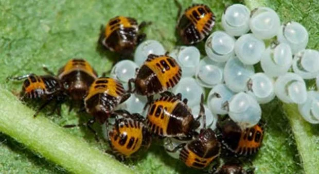 Что это за штука - 98 Перевел сам, Reddit, WhatIsThisThing, Видео, Длиннопост Что это за штука - 98 Перевел сам, Reddit, WhatIsThisThing, Видео, Длиннопост