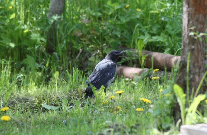 Little Crow's First Journey - My, Birds, Crow, Cell, Bird watching, Longpost