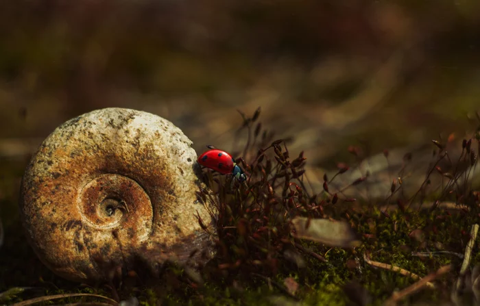 Little traveler - My, ladybug, Macro photography, Insects