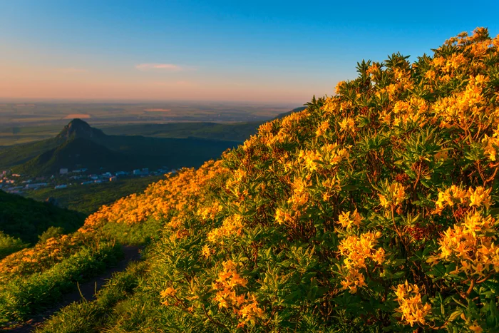 At sunset on the slope of Mount Beshtau - My, Sunset, Beshtau, Rhododendron, Caucasian Mineral Waters, The photo