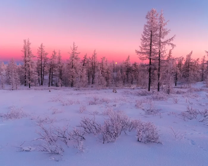 Winter twilight - My, Yamal, Russia, Landscape, New Urengoy, Winter, Forest, Tundra, freezing