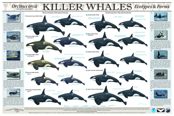 All known types of killer whales - Mammals, Cetaceans, Killer whale, Animals