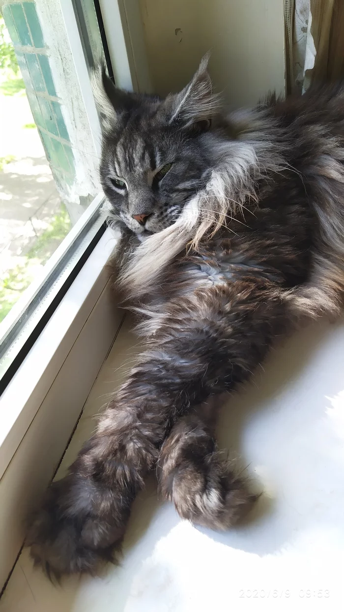 Long-legged and thick-bellied - My, cat, Dream, Heat, Fluffy, Maine Coon, The bone is fluffy, Longpost