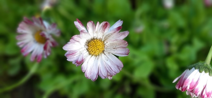 A few flowers and Tula summer - My, Flowers, Summer, Photo on sneaker, Longpost