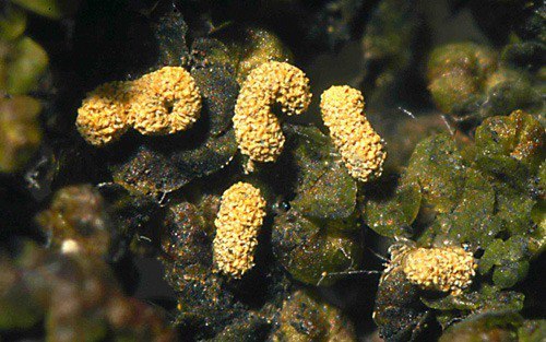 Slime molds (Myxomycota) - part 3 - My, Biology, League of biologists, Slime molds, Interesting, Video, Longpost