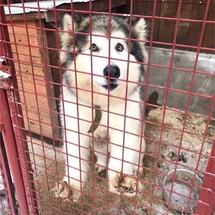 The pearl of the shelter. A luxurious malamute lives in a St. Petersburg animal shelter - My, Alaskan Malamute, Animal shelter, Animals, Dog, Longpost, In good hands, Saint Petersburg, No rating