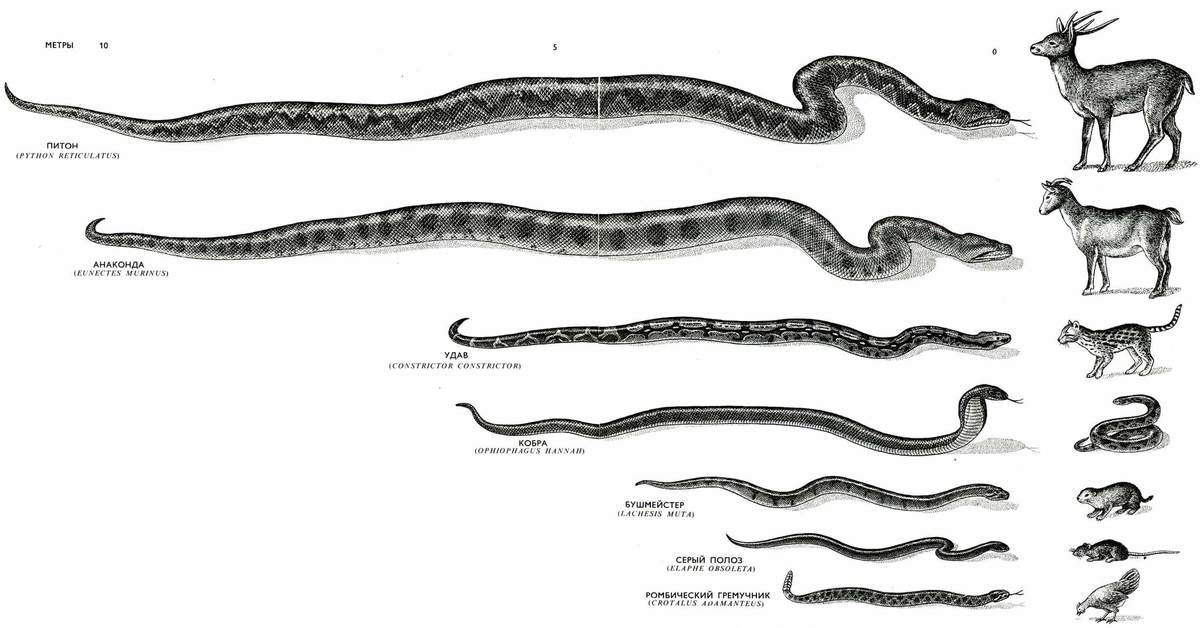Чем отличается удав от. Змеи сетчатый питон. Сетчатый питон и Анаконда сравнение. Сетчатый питон - 12,2 м. Сетчатый питон 7.5 метров.