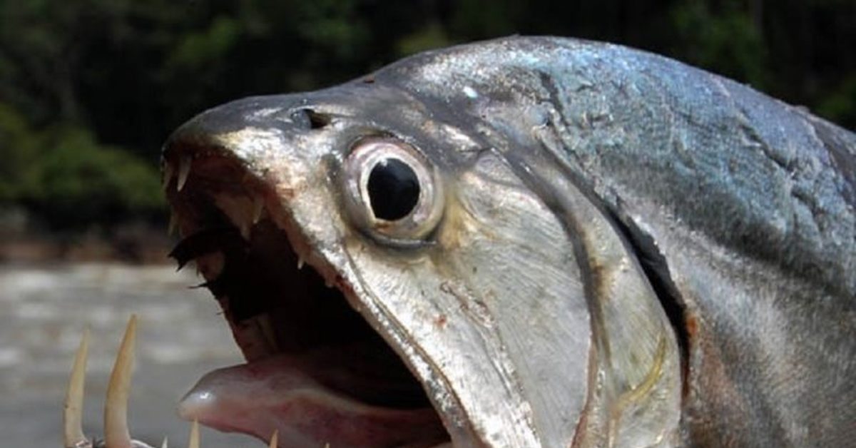 Scary fish. Скумбриевидный гидролик (Payara). Скумбриевидный гидролик амазонки. Паяра рыба.