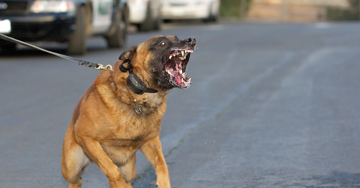 За выгул собак без намордника будут штрафовать от 3 до 5 тысяч рублей! |  Пикабу