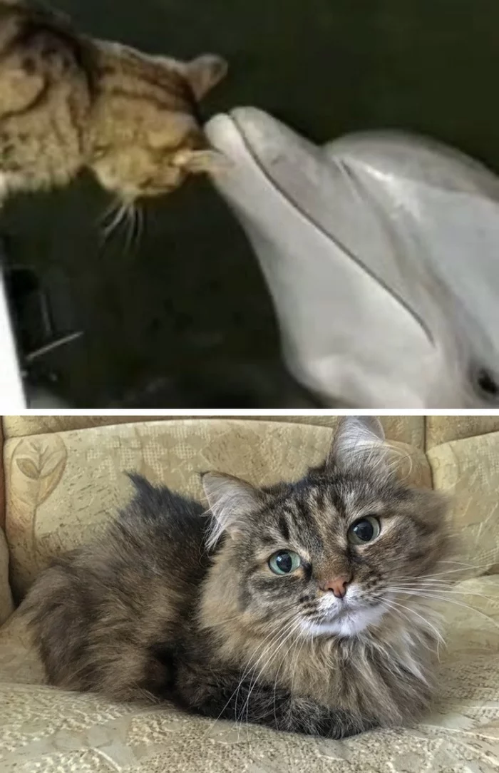 The fruit of forbidden love - cat, Dolphin, Fin, Animals, Love