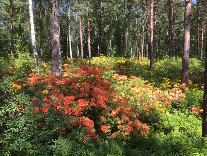 Alpine rose season - My, Flowers, Rhododendron, Travels, Finland, Helsinki, Longpost