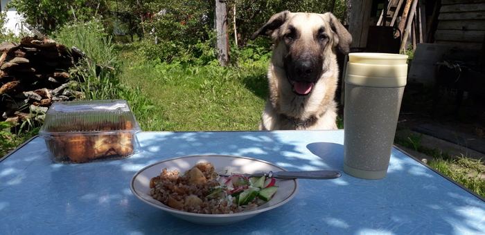 Bon appetit - My, Dog, Dog days, Village, Buckwheat, Relaxation