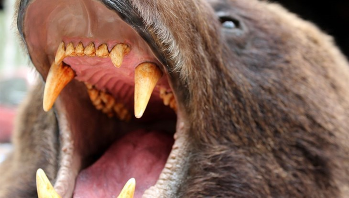 А не спеть ли мне песню о любви...