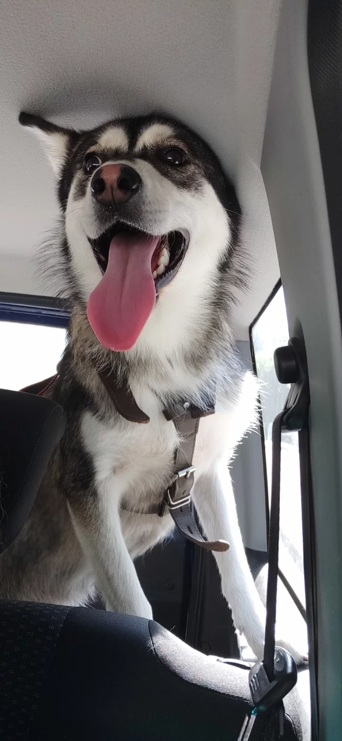 Meet Leo - My, Husky, Siberian Husky, Longpost, Dog