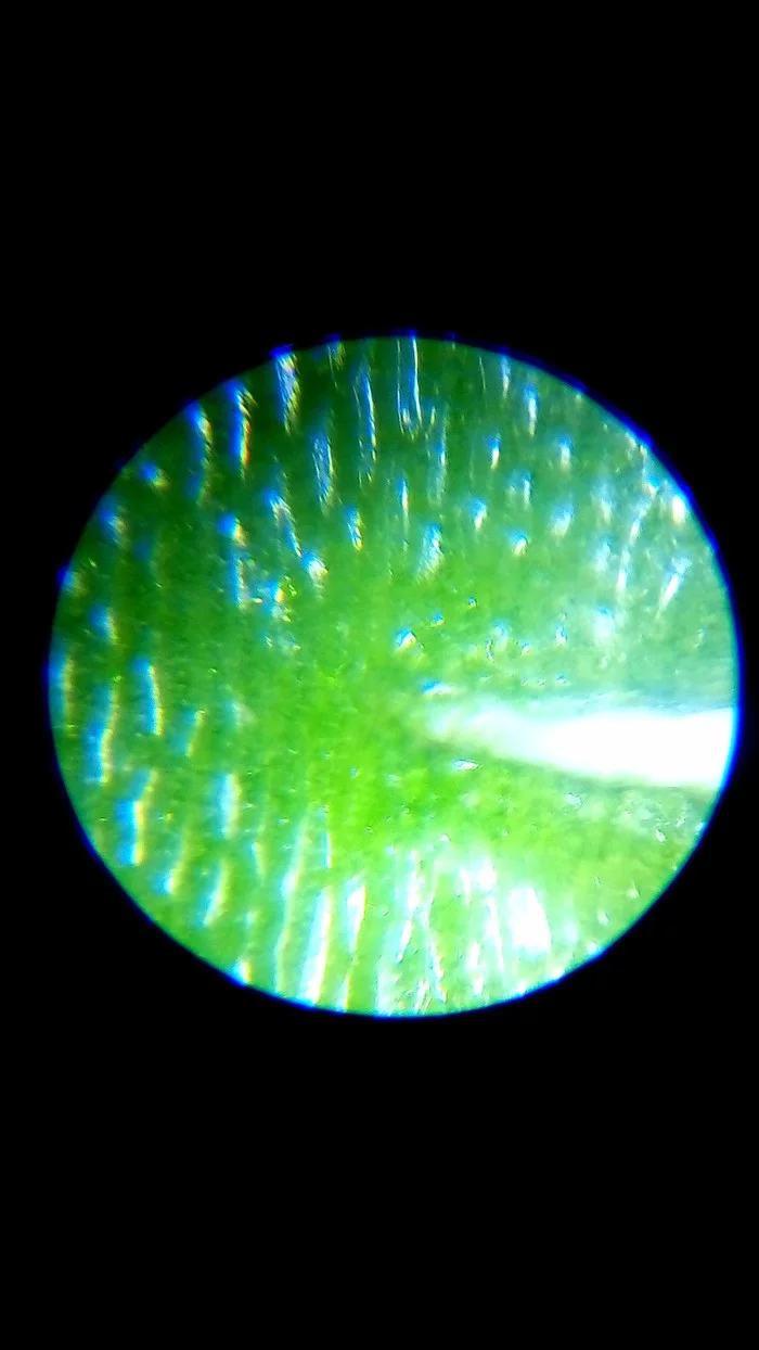 What you see through a microscope: Leaf, Orange Peel, and Ant's Jaw - My, Microworld, Sheet, Microscope, Microfilming, Biology, Trash, Orange, Longpost