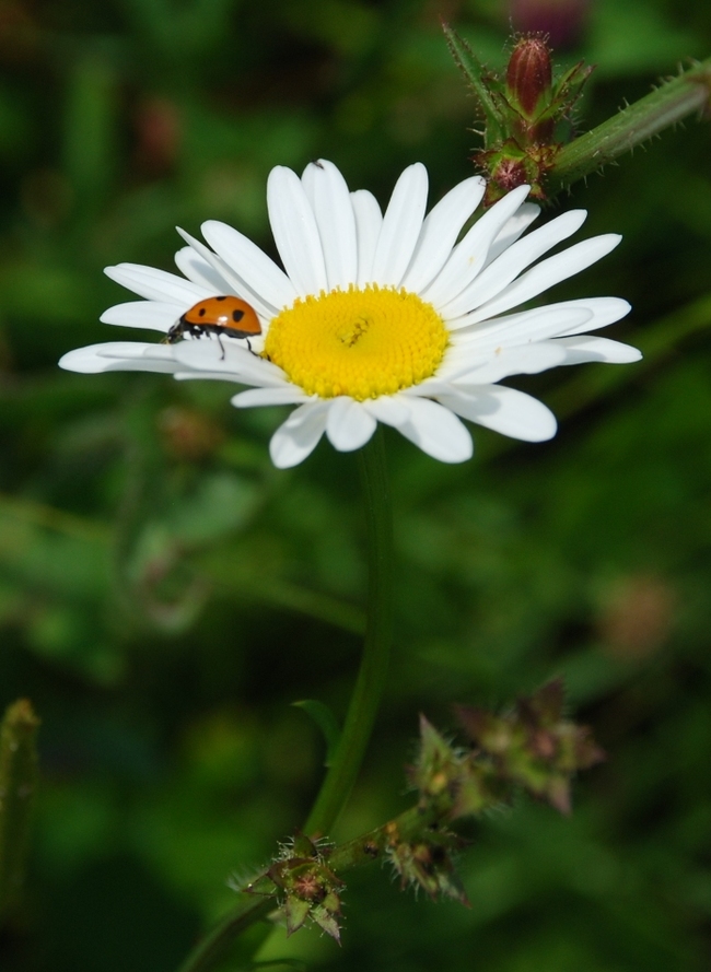 Some nature photos from different years - My, Nature, The photo, Mood, Life stories, Longpost