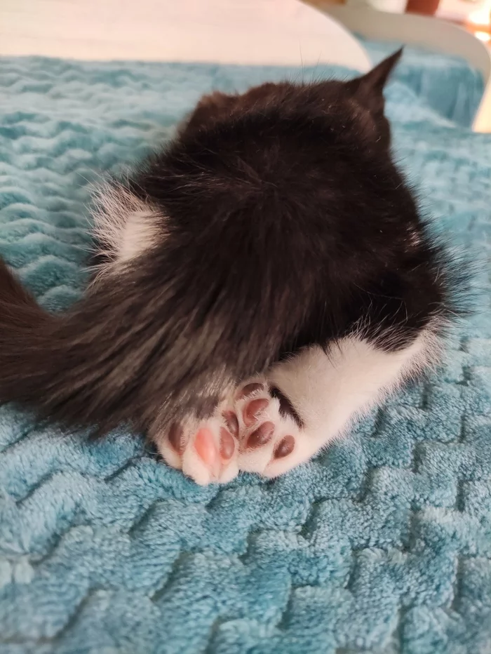 Heels - Paws, cat, Dream, My