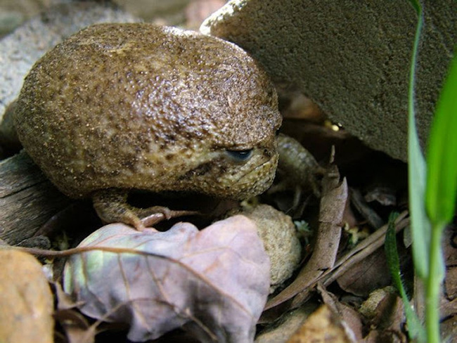 I want to know everything #711. Several photos of the African narrowmouth, which looks like an offended avocado. Cute and harmless))) - Want to know everything, Frogs, The photo, Amphibians, Interesting, Video, Longpost