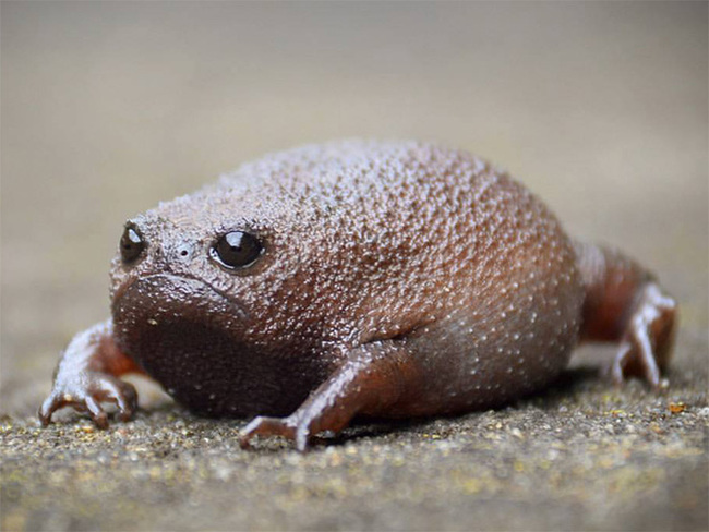 I want to know everything #711. Several photos of the African narrowmouth, which looks like an offended avocado. Cute and harmless))) - Want to know everything, Frogs, The photo, Amphibians, Interesting, Video, Longpost