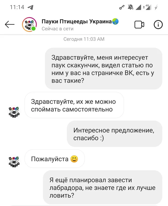 Б - Бизнес - Бизнес, Бизнесмены, Instagram, Паук, Паук-Скакун, Террариумистика, Скриншот, Переписка