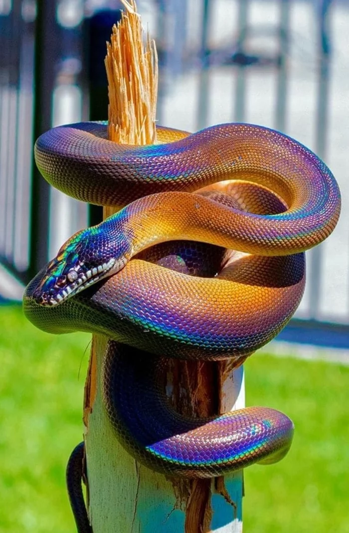 Rainbow python, a mesmerizing sight - Python, Scales, Wild animals, From the network, Snake