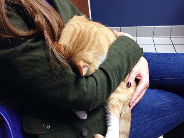 Waiting in line at the vet - cat, Unwillingness, Vet clinic