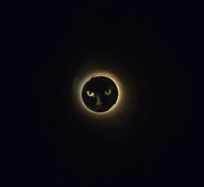 Cat Eclipse - My, cat, Solar eclipse, Not photoshop, Black cat