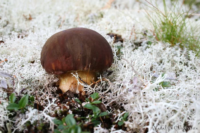 Post #7517513 - My, Mushrooms, Porcini, Borovik, Murmansk region
