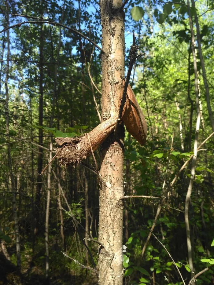 I always knew that mushrooms grow on trees! - They're in the trees., Mushrooms, The photo, Nature, I knew, No rating