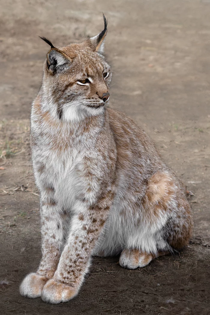 Lynx from the Minsk Zoo - My, The photo, Animals, Minsk Zoo, Wild animals, Big cats, Nikon, Zoo, Lynx