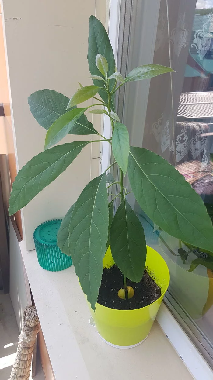 Avocado in a pot - My, Avocado, Plants, Houseplants