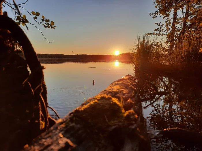 Sunset. Lake Lampijarvi. Leningrad region - My, Lake, Sunset, Summer, Forest, Mobile photography