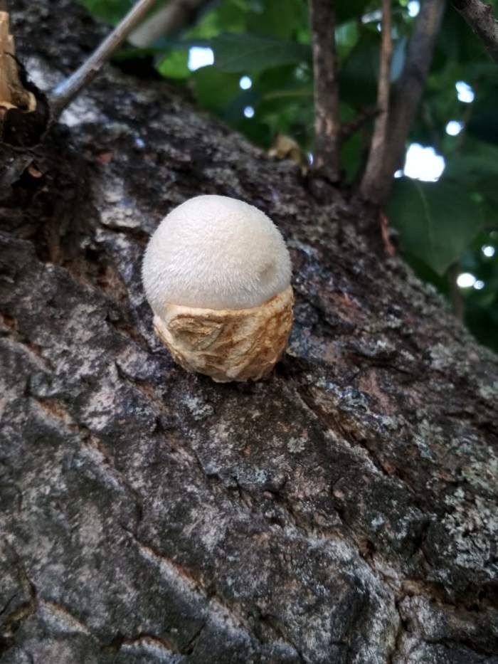 Volvariella silky - My, Mushrooms, Nature, League of biologists, The photo, Longpost