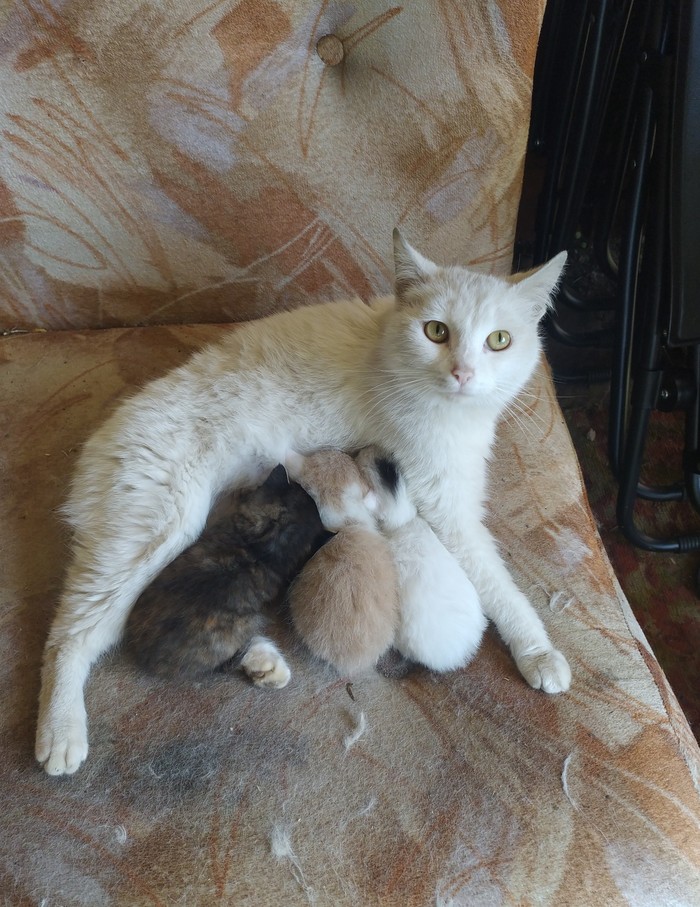 Кошка и котята фото