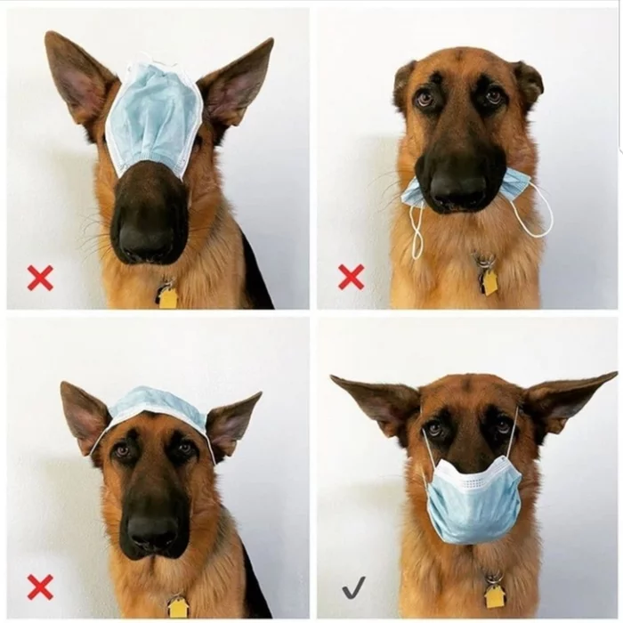 Wear the mask correctly - Dog, German Shepherd, Mask, Instructions, Animals, Pets