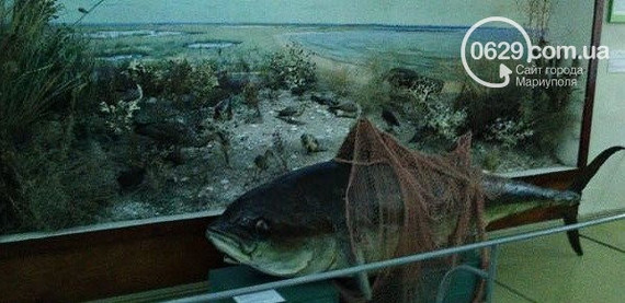 В Азовском море водилась царь-рыба весом до тонны Мариуполь, Азовское море, Осетровые, Длиннопост, Рыба, Черно-белое фото, Тунец