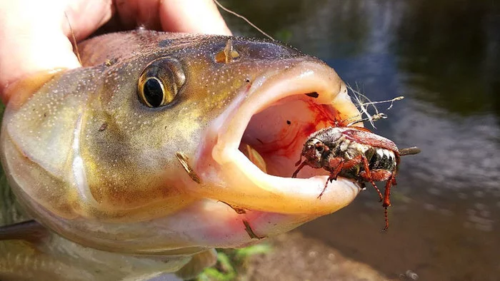 Catching chub with a cockchafer - My, Fishing, Chub, Spinning, Chafer, Video, Longpost