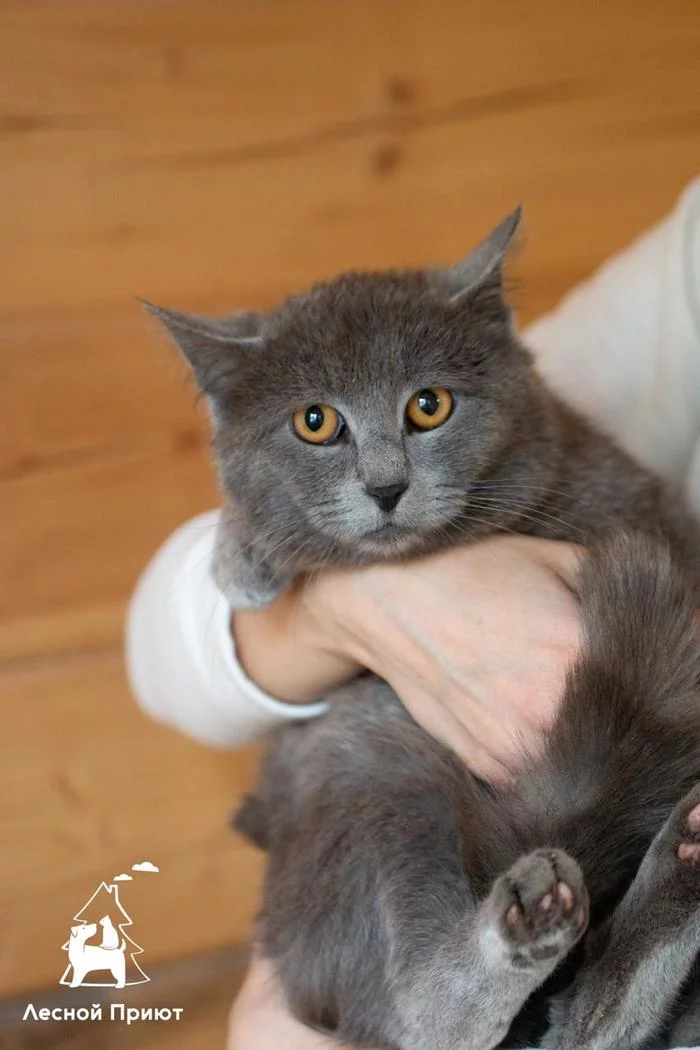 Wonderful gray cat Lucas is looking for a loving family. Moscow - My, cat, In good hands, Shelter, Moscow, Longpost, No rating